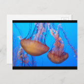 美しいクラゲのはがき ポストカード (正面/裏面)