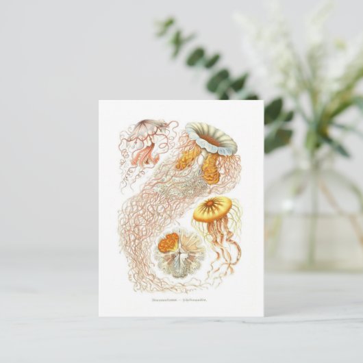 美しいクラゲのはがき ポストカード (スタンド正面)