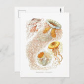 美しいクラゲのはがき ポストカード (正面/裏面)