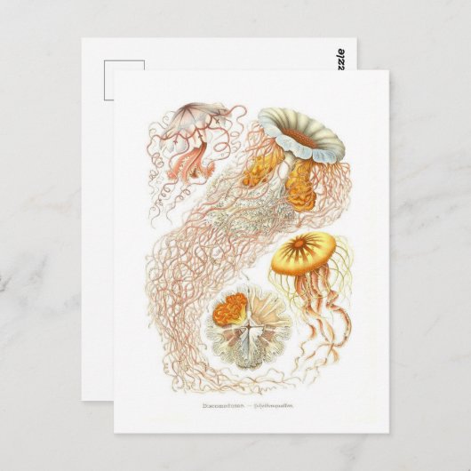 美しいクラゲのはがき ポストカード (正面/裏面)