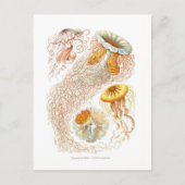 美しいクラゲのはがき ポストカード (正面)