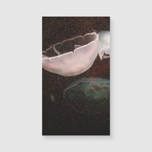 美しいクラゲ (正面)