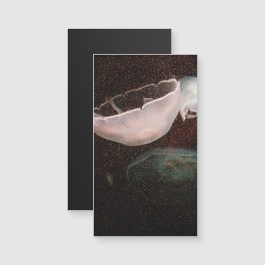 美しいクラゲ (正面/裏面)