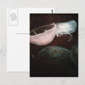 美しいクラゲ ポストカード (正面/裏面)