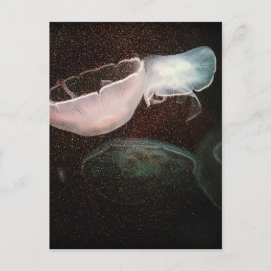 美しいクラゲ ポストカード (正面)