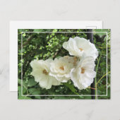 美しいクラスタホワイトローゼシックなフローラはがき シーズンポストカード (正面/裏面)