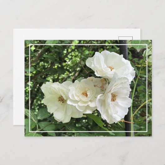 美しいクラスタホワイトローゼシックなフローラはがき シーズンポストカード (正面/裏面)