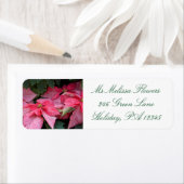 美しいクリスマスポインセチア写真 ラベル (インサイチュ)