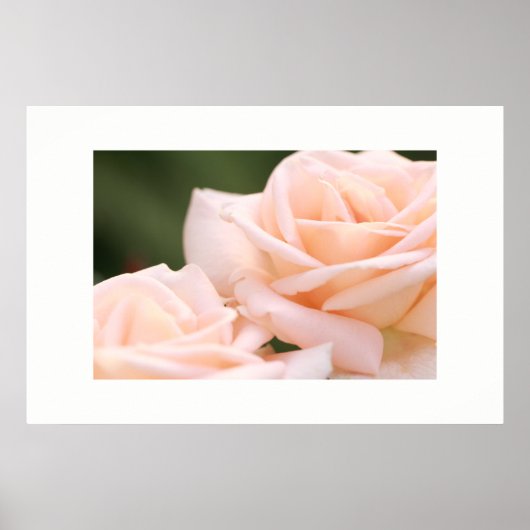 美しいクリームバラポスター ポスター (正面)