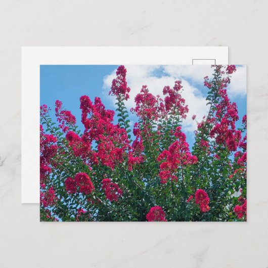 美しいクレープマートル花自然写真 ポストカード (正面/裏面)