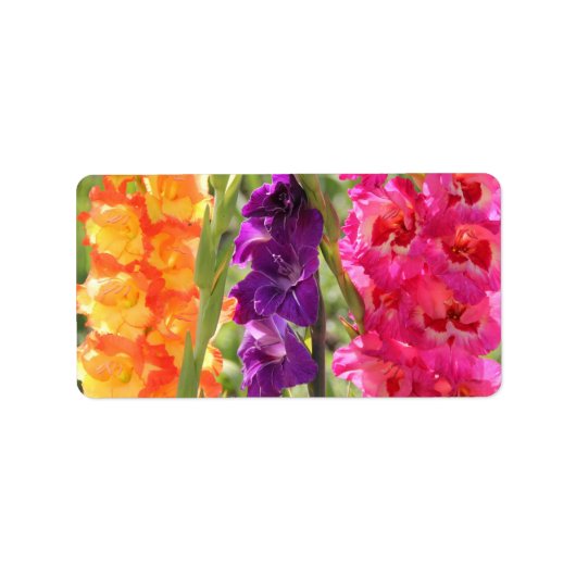 美しいグラジオラス開花 ラベル (正面)