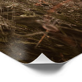 美しいケシの花 ポスター (コーナー)