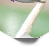 美しいコスタのハチドリ フォトプリント            (角)