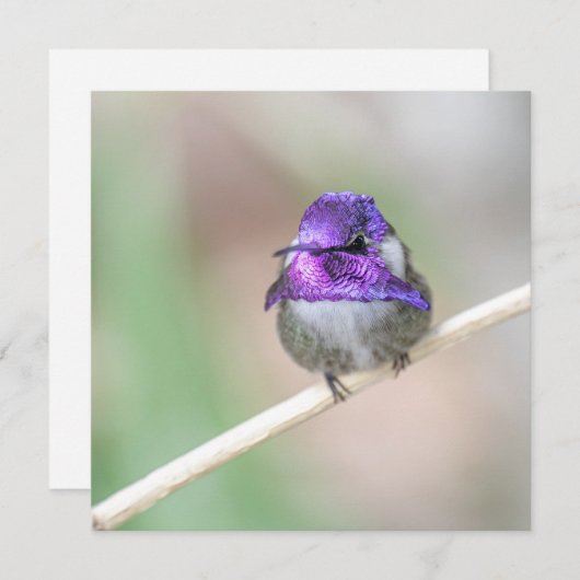 美しいコスタのハミングバードノートカード サンキューカード (正面/裏面)