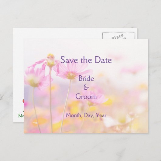 美しいコスモスガーデンフラワーピンクマウブパープル 案内ポストカード (正面/裏面)