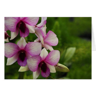 美しいコチョウラン