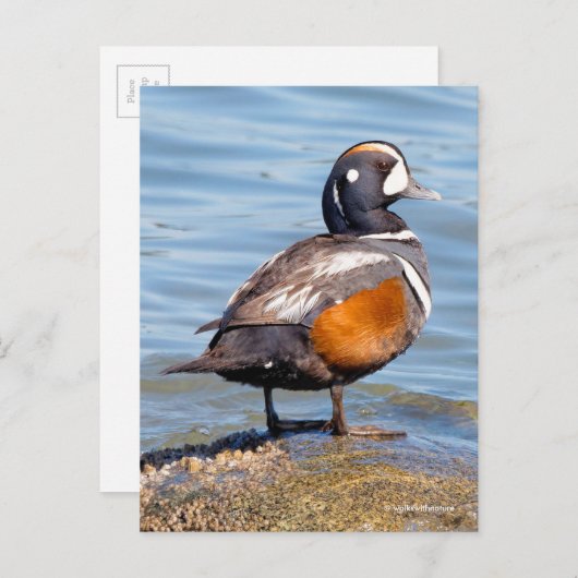 美しいコリガン・ダックの岩の上での一幕 ポストカード (正面/裏面)