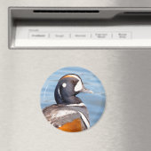 美しいコリガン・ダックの岩の上 マグネット (インサイチュ (食洗機))