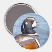 美しいコリガン・ダックの岩の上 マグネット (正面/裏面)