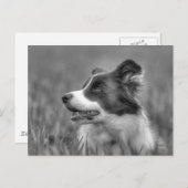 美しいコリードッグ ポストカード (正面/裏面)
