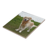 美しいゴールデンレトリバー犬の立ち タイル (側面)