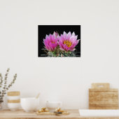 美しいサボテンの花 ポスター (キッチン)