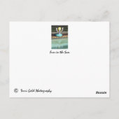 美しいサラソタ、フロリダのはがき ポストカード (裏面)