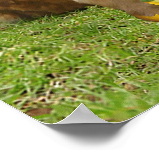 美しいサル聖なる書物、 経典2コリント6:14 ポスター (角)