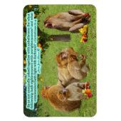 美しいサル聖なる書物、 経典2コリント6:14 マグネット (縦)