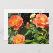 美しいサンゴバラ ポストカード (正面/裏面)