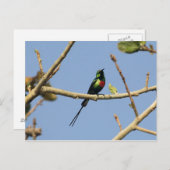 美しいサンバード ポストカード (正面/裏面)