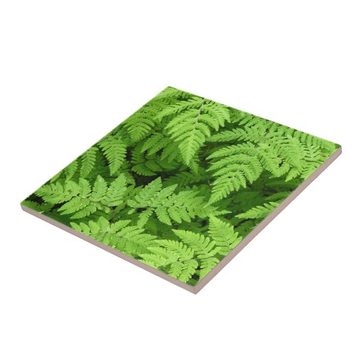 美しいシダの葉 タイル (側面)