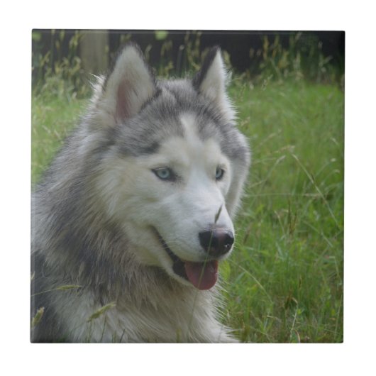 美しいシベリアン·ハスキー·ワンピー犬 タイル (正面)