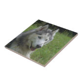 美しいシベリアン·ハスキー·ワンピー犬 タイル (側面)