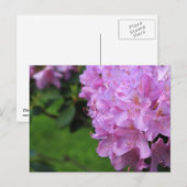 美しいシャクナゲ ポストカード (正面/裏面)