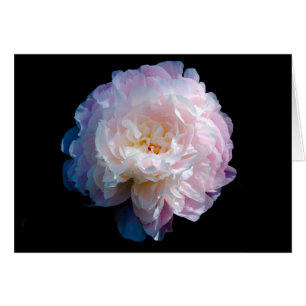美しいシャクヤクの花柄の写真