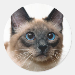 美しいシャム猫の写真クラシックラウンドステッカー ラウンドシール