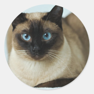 美しいシャム猫の写真クラシックラウンドステッカー ラウンドシール