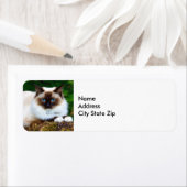 美しいシャム猫の写真ラベル ラベル (インサイチュ)