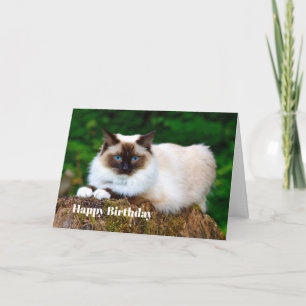 美しいシャム猫フォト誕生日カード カード