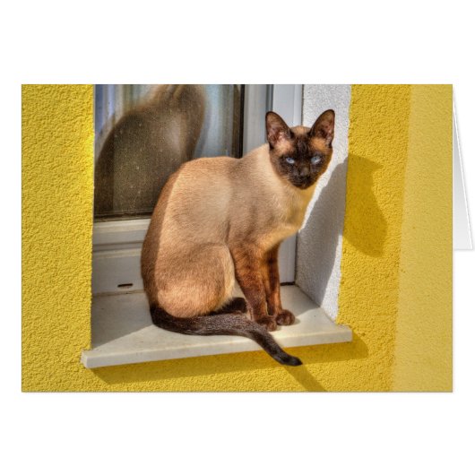 美しいシャム猫 (正面横)