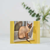 美しいシャム猫 ポストカード (スタンド正面)