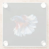 美しいシャメスベッタフィッシュ ガラスコースター (裏面)