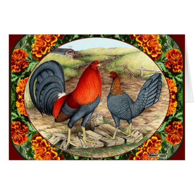 美しいシャモ (正面横)