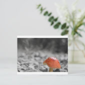 美しいシュルーム ポストカード (スタンド正面)