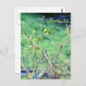 美しいシンプルバイジャージーファウン ポストカード (正面/裏面)