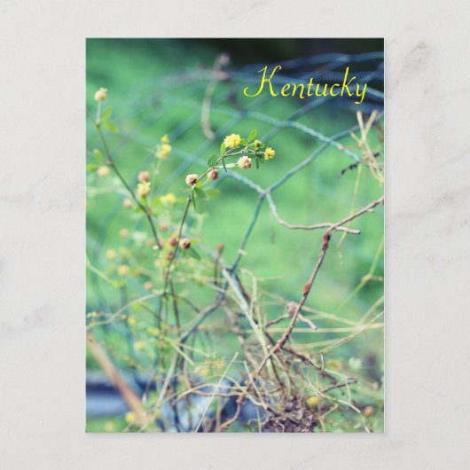 美しいシンプルバイジャージーファウン ポストカード (正面)