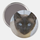 美しいシールポイントシャメネコ マグネット (正面/裏面)