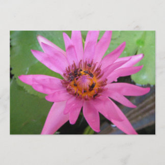 美しいスイレンの移動annoucement 案内状