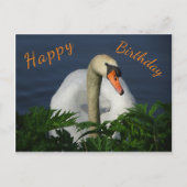 美しいスワンの誕生日ポストカード ポストカード (正面)